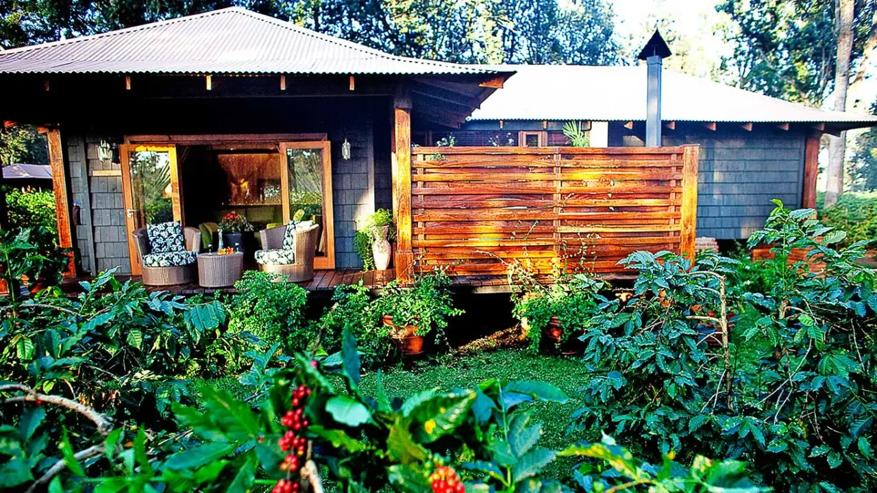 Private cottage veranda with wicker armchairs surrounded by coffee bushes at Arusha Coffee Lodge
