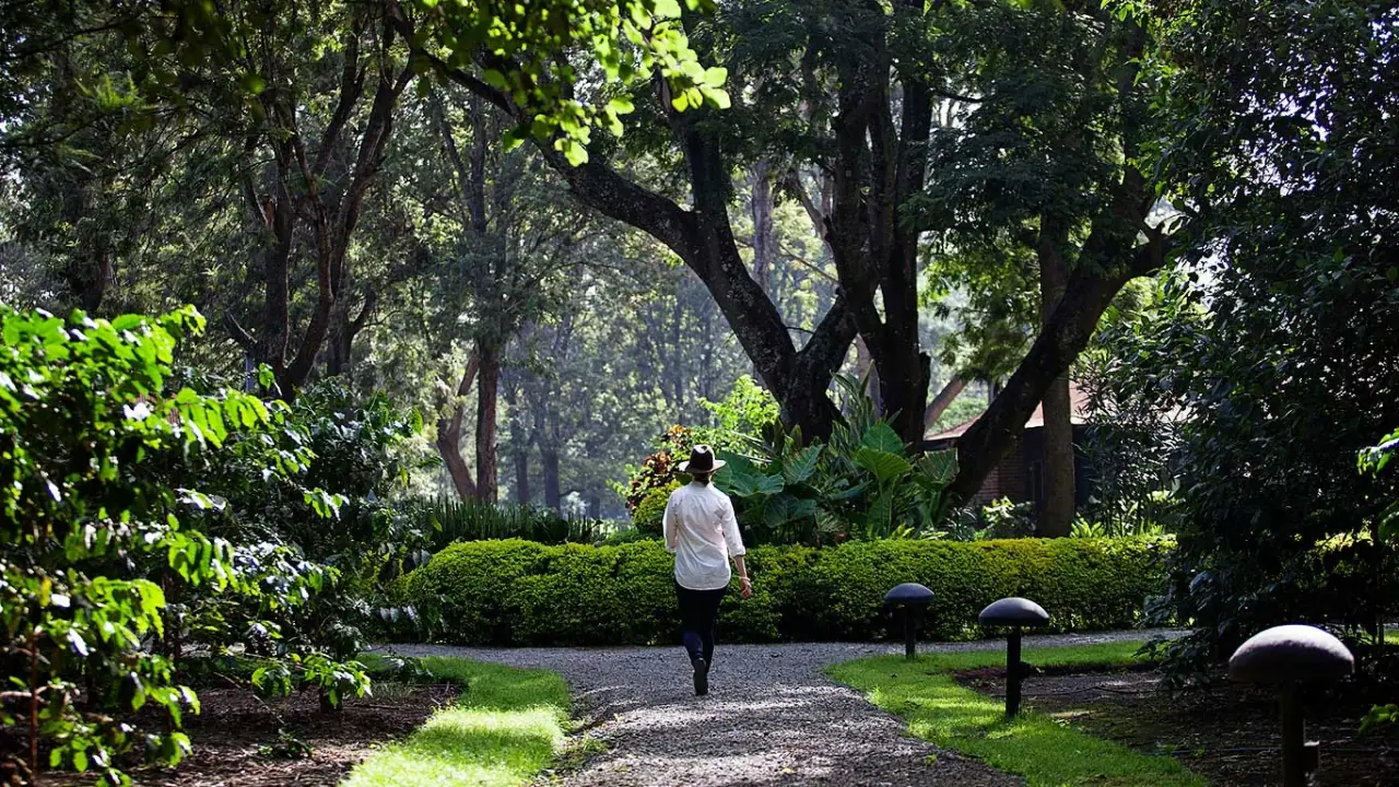 Guest in a sun hat walking a gravel path through the shaded coffee-estate gardens at Arusha Coffee Lodge