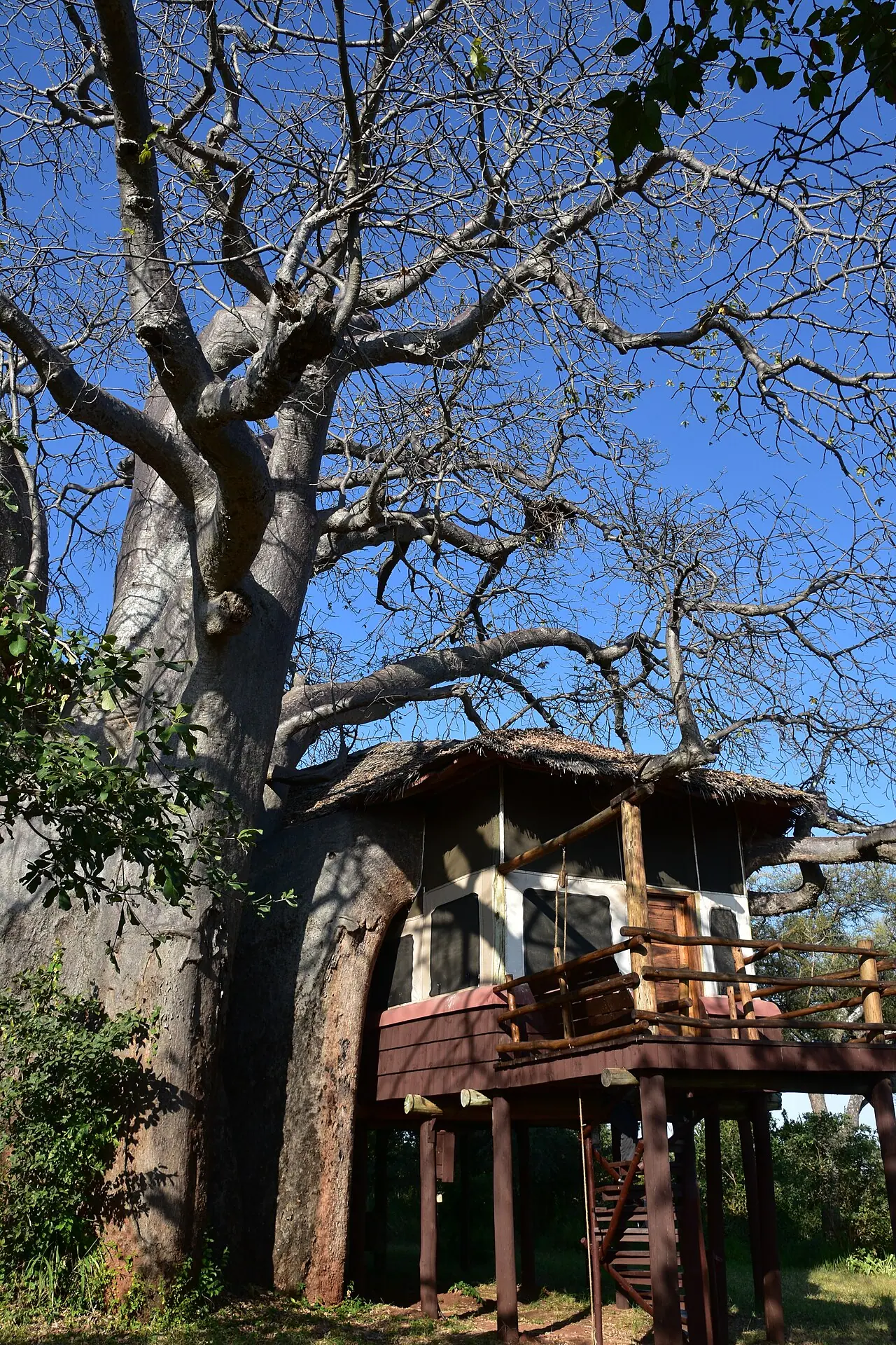 A thatched treehouse suite built into the trunk of a baobab tree at Tarangire Treetops Lodge