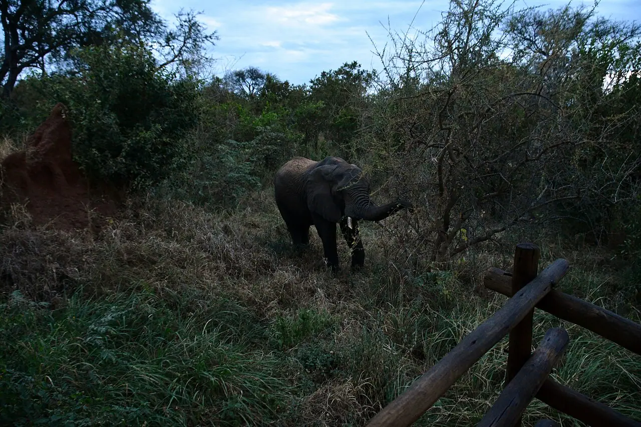 An elephant visiting the lodge grounds at dusk, beside a log fence