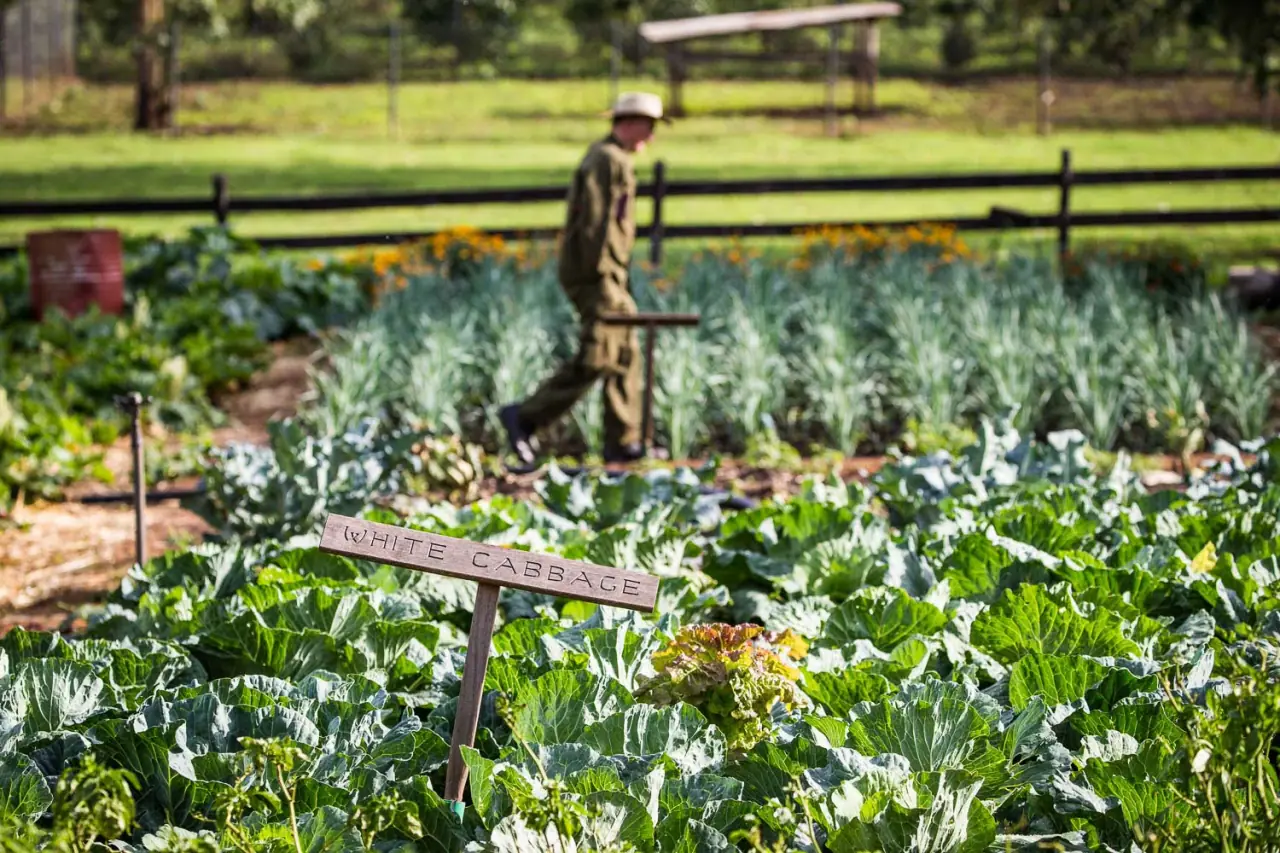 Farm worker tending the organic vegetable garden past a white cabbage row at Gibb's Farm