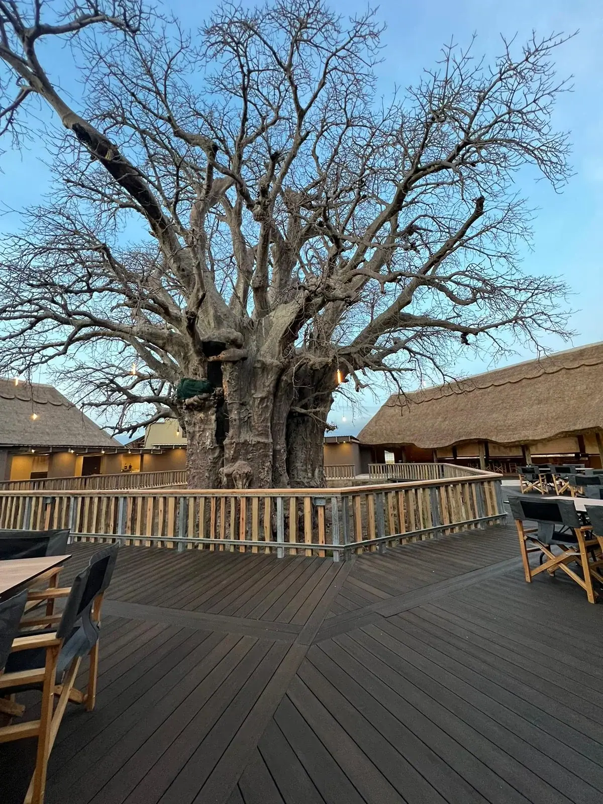 Ancient baobab tree rising through a wraparound wooden deck at Lake Burunge Baobab Tented Lodge