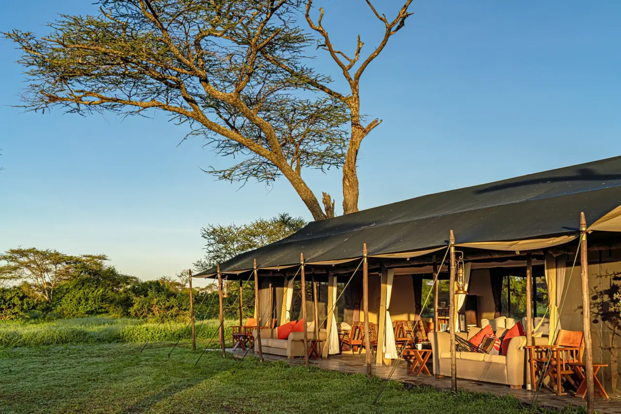 The camp's open lounge tent beneath an acacia on the plains