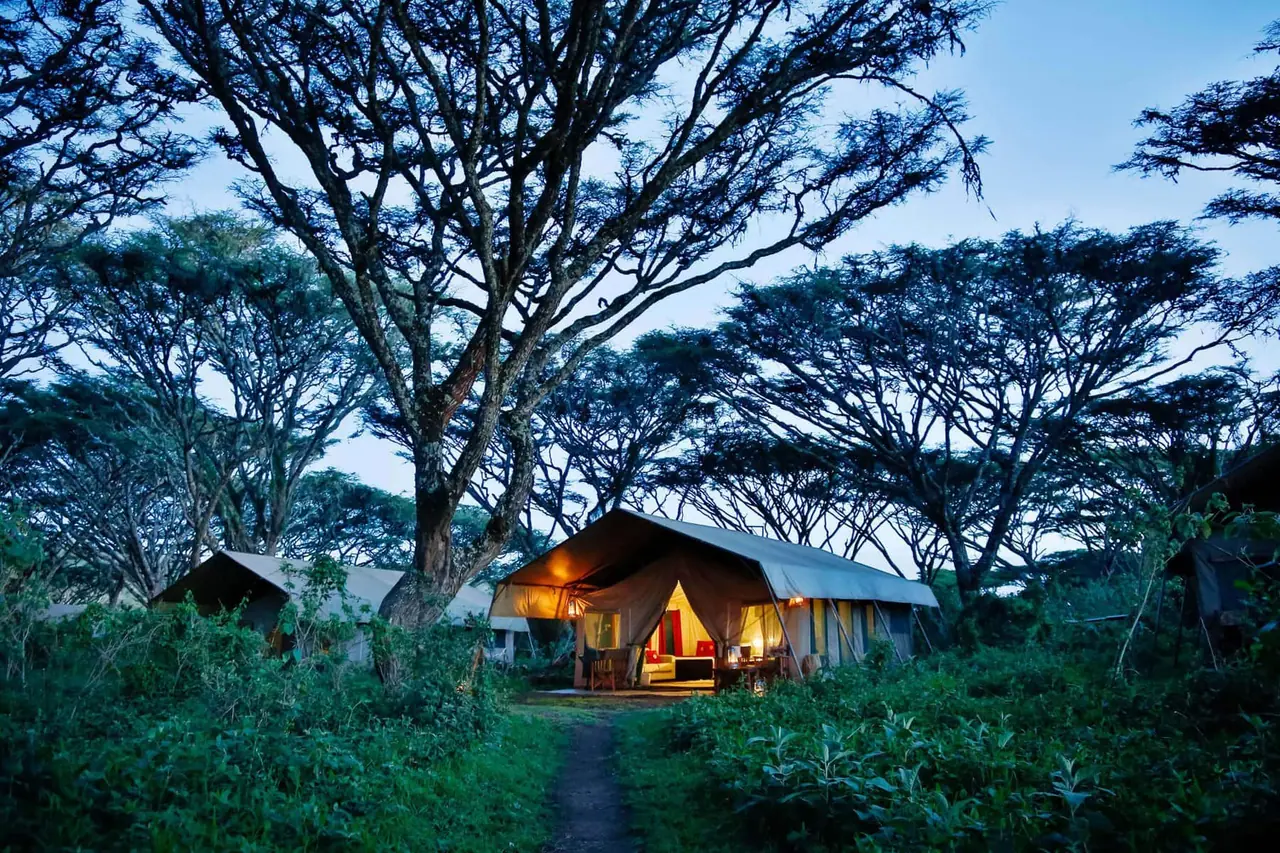 A guest tent glowing at dusk beneath ancient acacia trees near the Ngorongoro rim