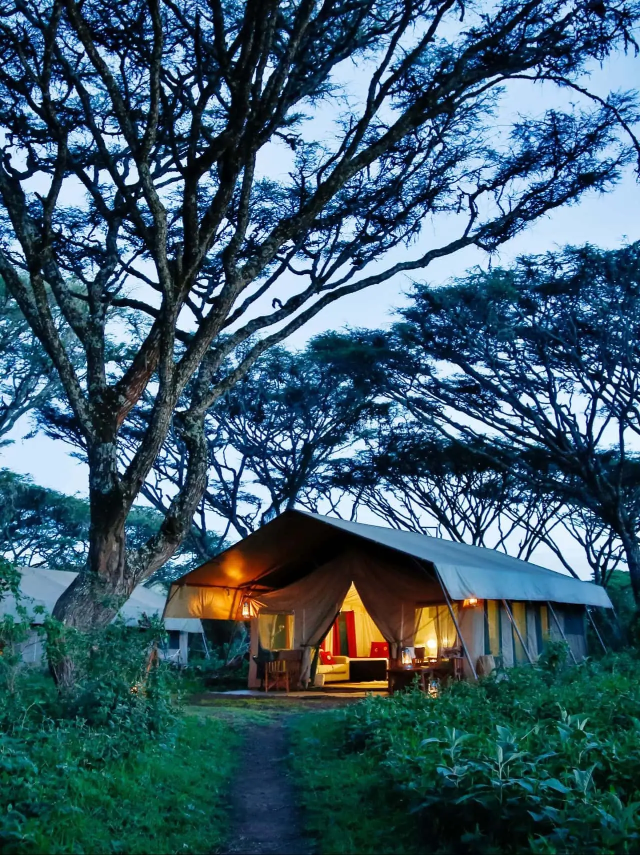 A tent lit from inside beneath the tall acacia canopy at dusk