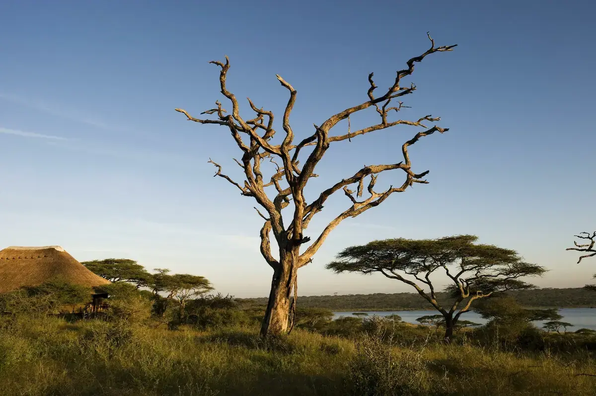 Silhouetted acacia tree at sunrise near Masek Tented Lodge on the shore of Lake Masek, Ndutu