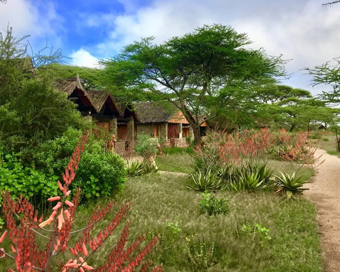 Stone-and-thatch guest cottages at Ndutu Safari Lodge surrounded by aloe plants and garden pathways