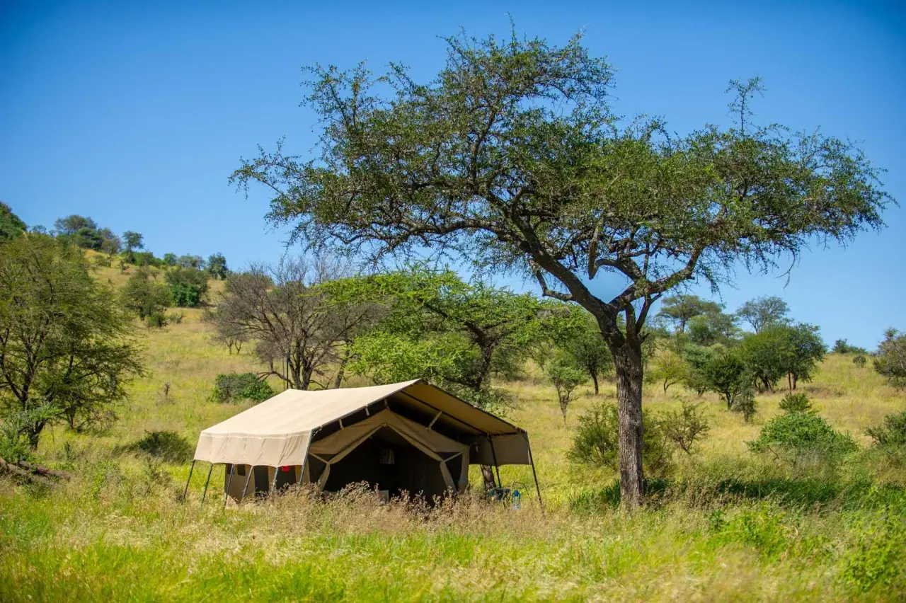 Canvas safari tent pitched beneath an acacia tree in open grassland at Serengeti Katikati Camp