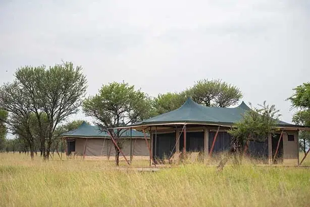 Exterior view of green canvas tents at Serengeti Queens Camp surrounded by acacia trees on the central Serengeti plains