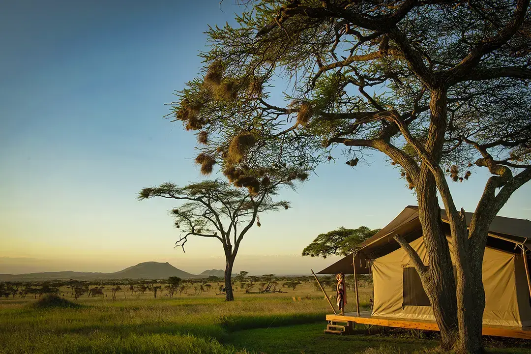 Maasai staff member standing on a tent deck beneath an acacia tree at Siringiti Serengeti Camp at sunset