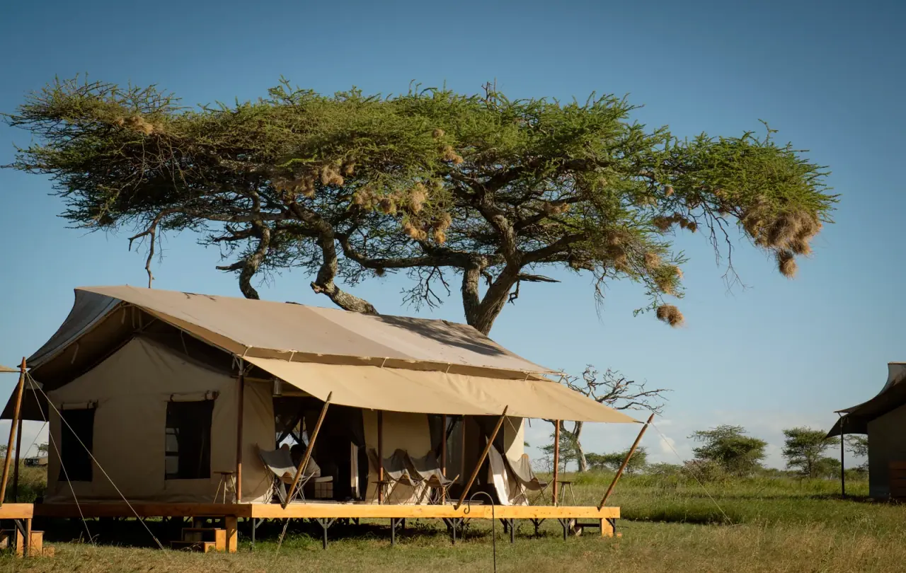 Guest tent exterior at Siringiti Serengeti Camp shaded by a large acacia tree on the central Serengeti plains