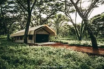 Safari tent nestled among dense forest at Tortils Ngorongoro Camp in the Ngorongoro Highlands