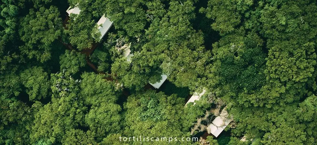 Aerial view of tented rooftops hidden within dense green forest canopy at Tortils Ngorongoro Camp