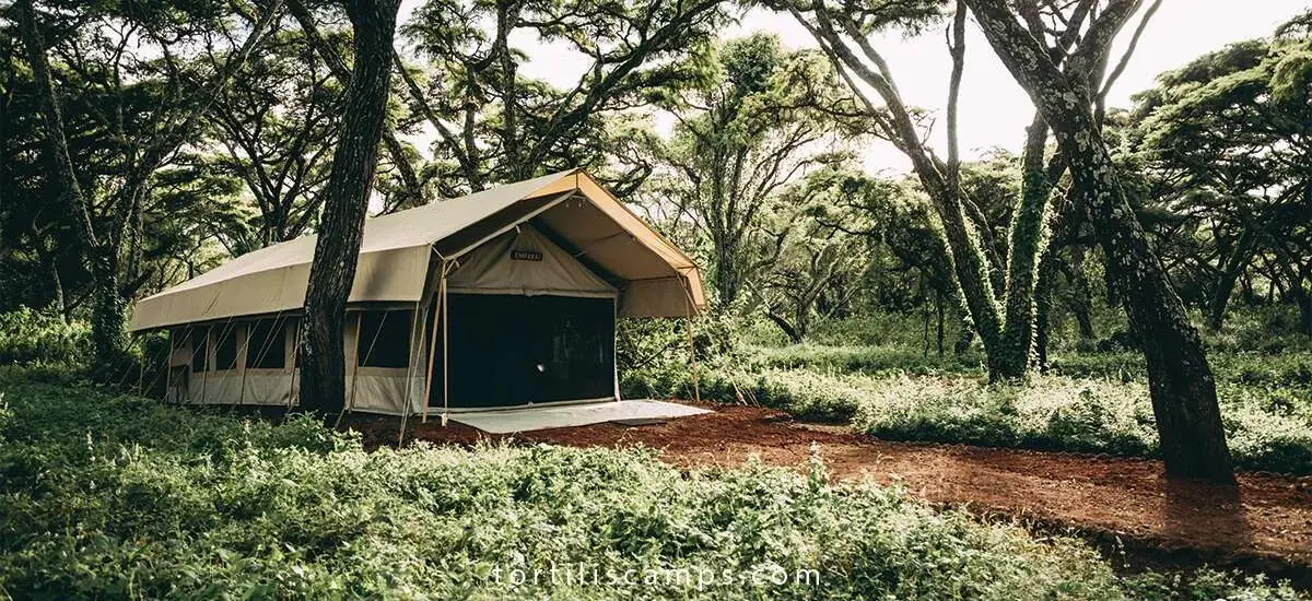 Wide view of a guest tent surrounded by tall forest trees at Tortils Ngorongoro Camp