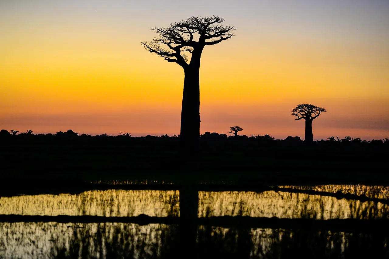 Baobab trees silhouetted against an orange sunset sky