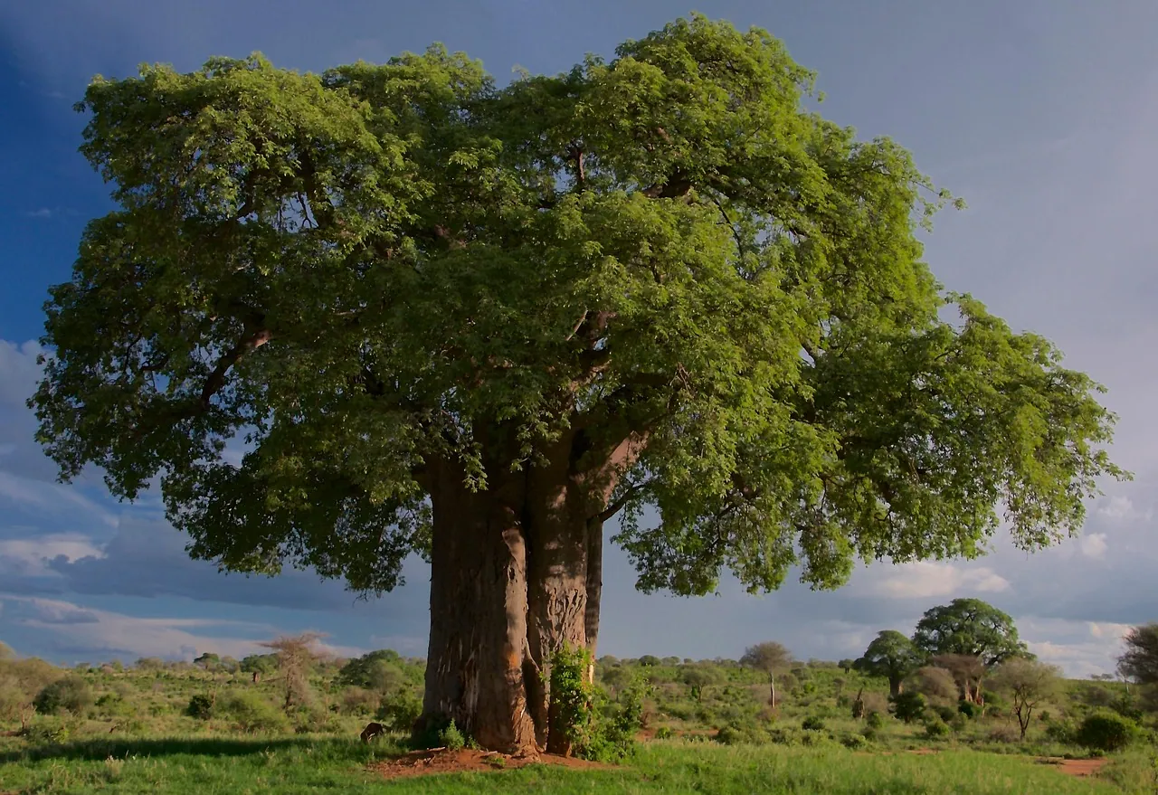 A large baobab tree standing on open grassland
