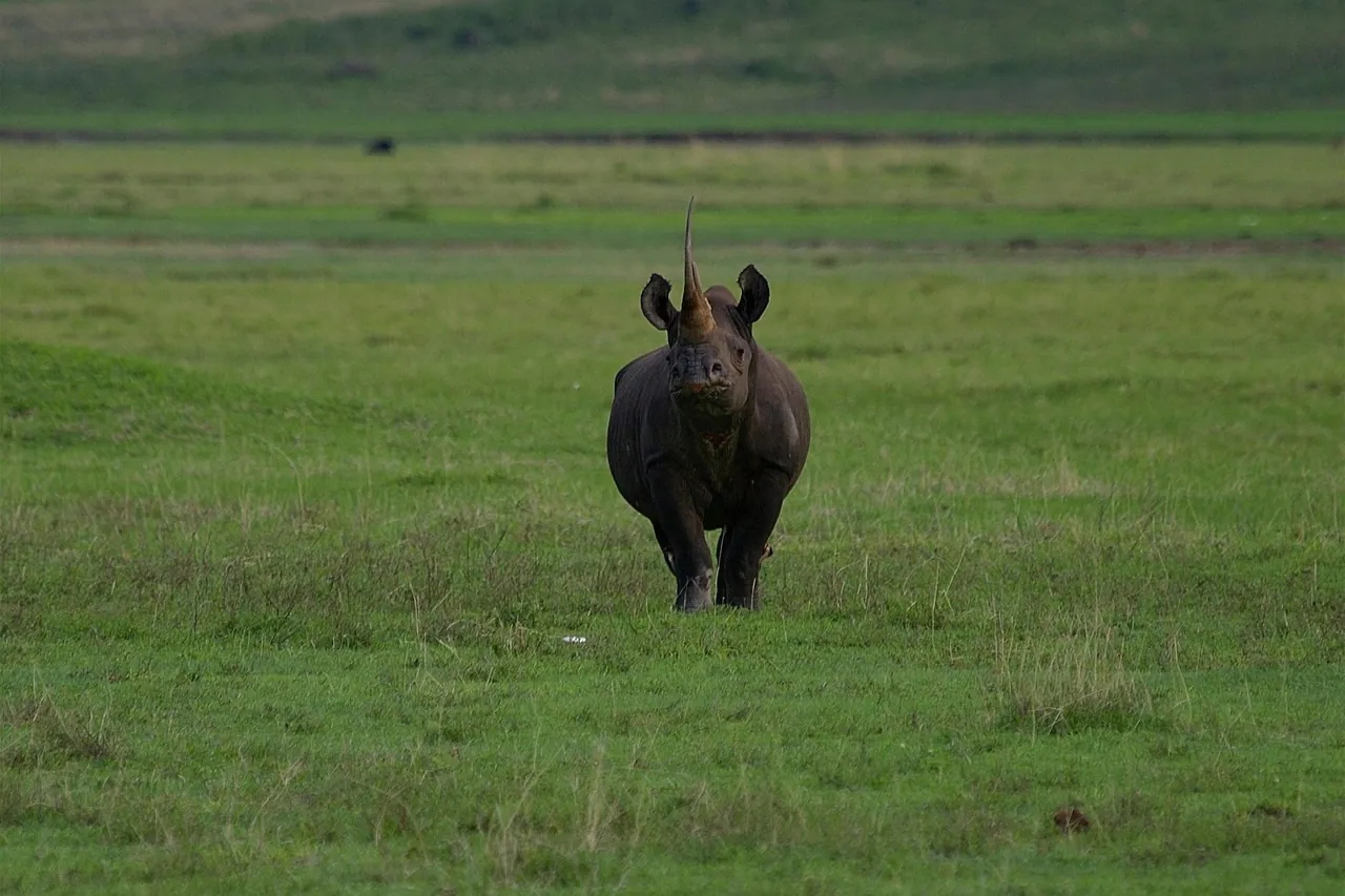 A black rhino standing on green grassland
