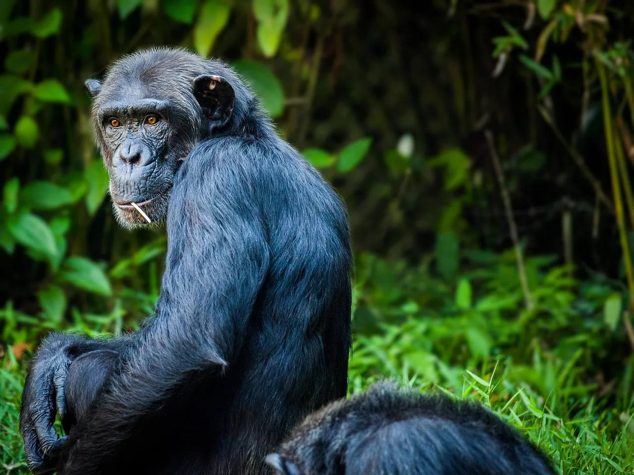 A chimpanzee sitting among green forest foliage