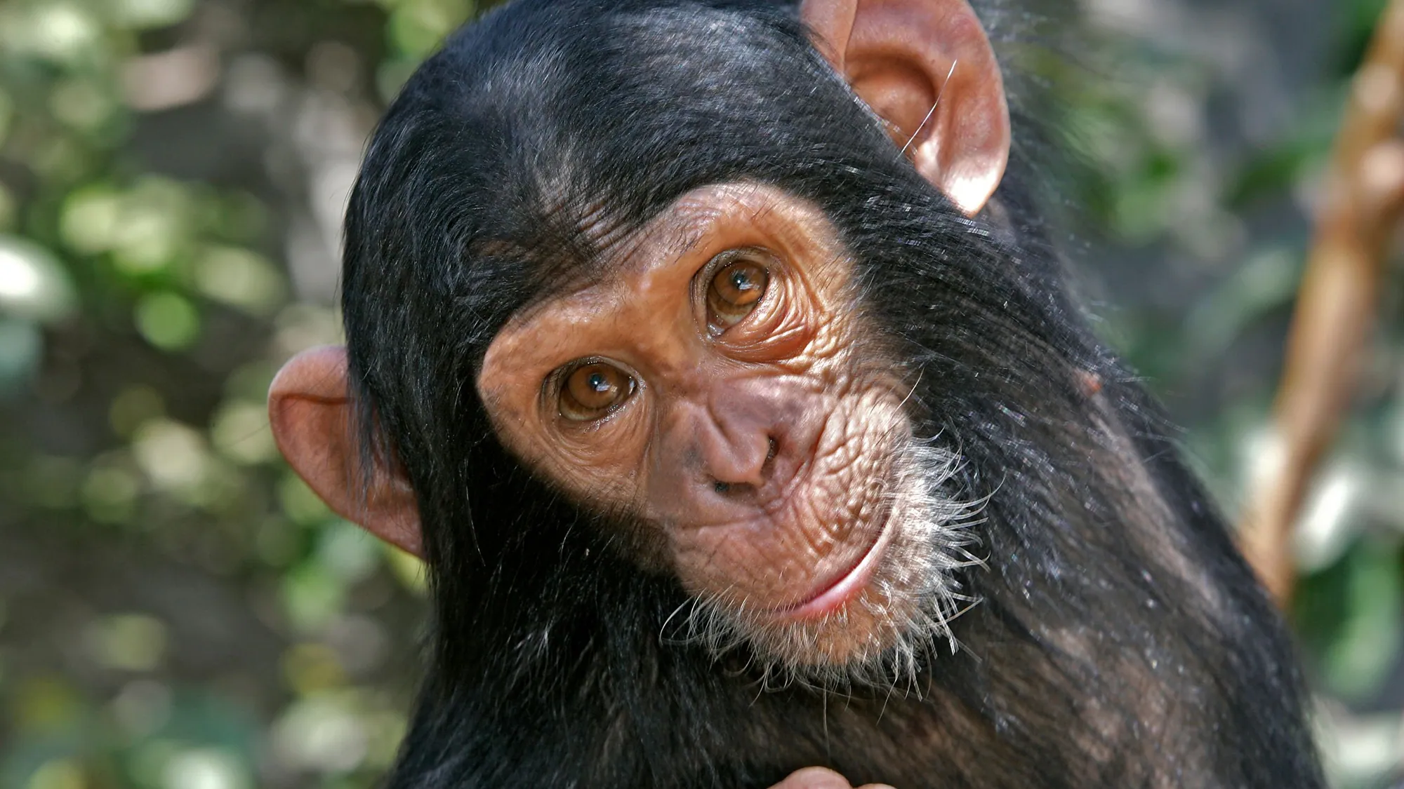 Nærbillede af en chimpanse, der kigger op med nysgerrige brune øjne