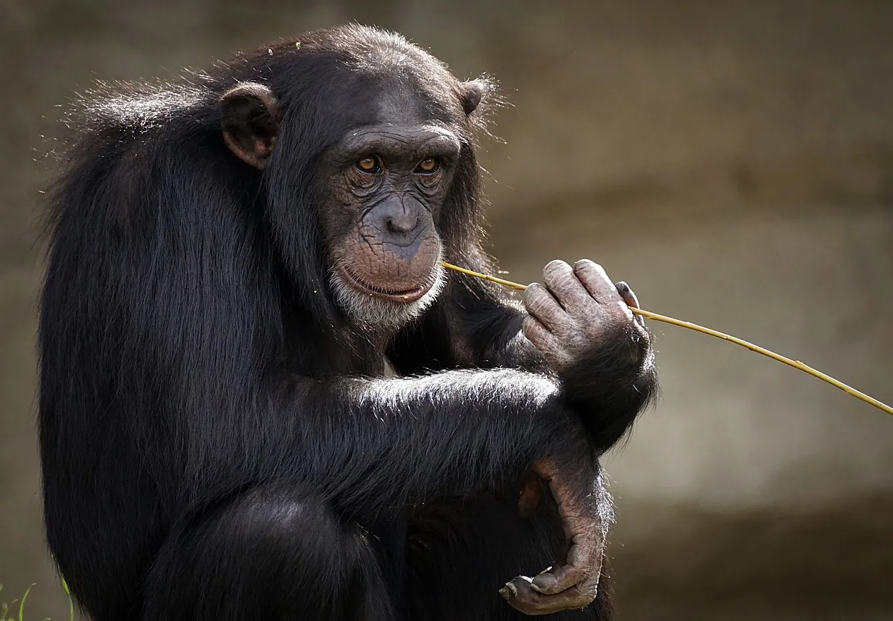 A chimpanzee holding a blade of grass