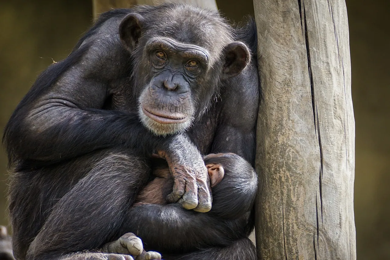 A chimpanzee holding its infant