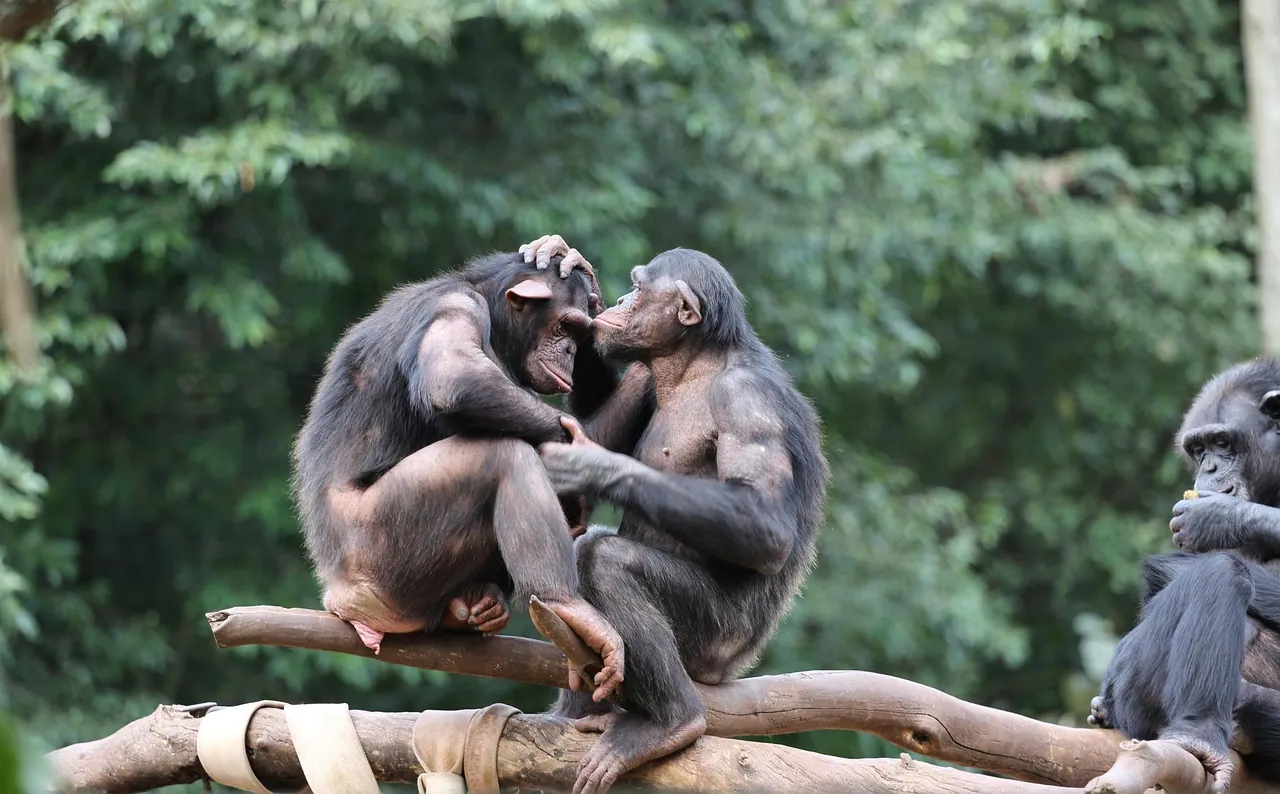 Chimpanzees grooming one another