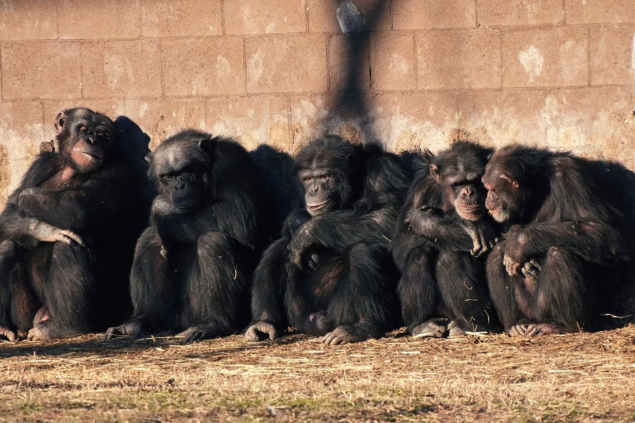 A group of chimpanzees resting together