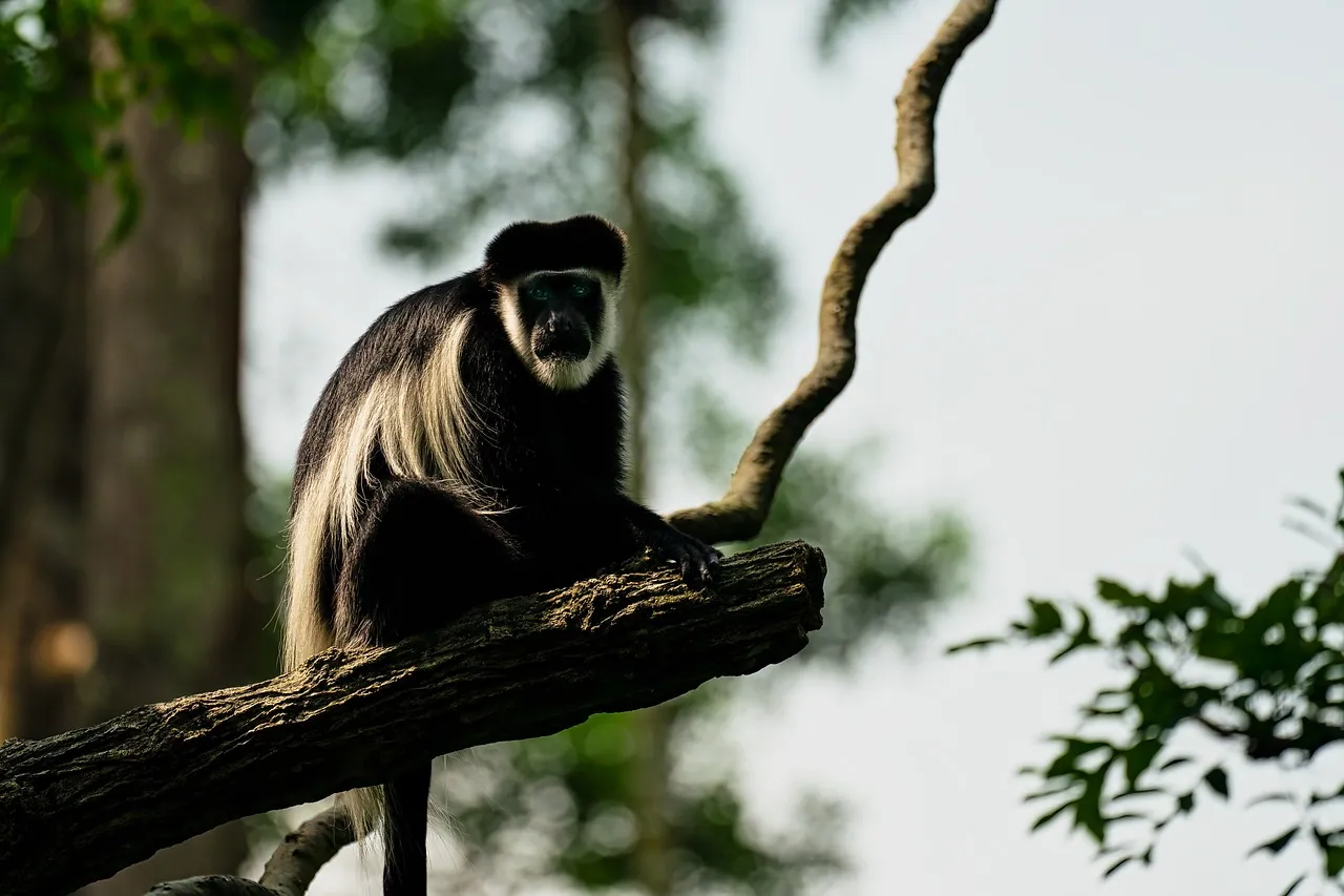 A black-and-white colobus monkey sitting on a branch