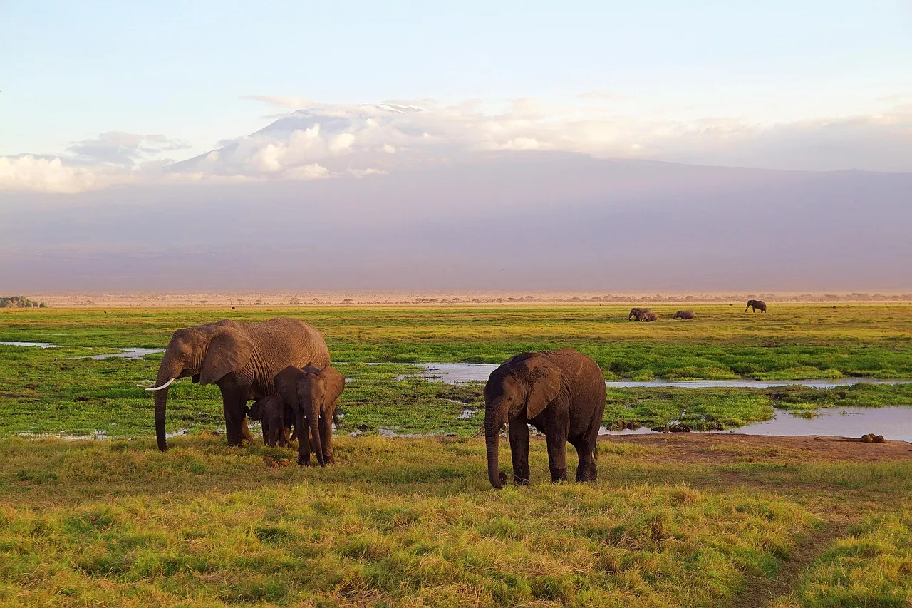 Elephants grazing on green grassland beneath Kilimanjaro