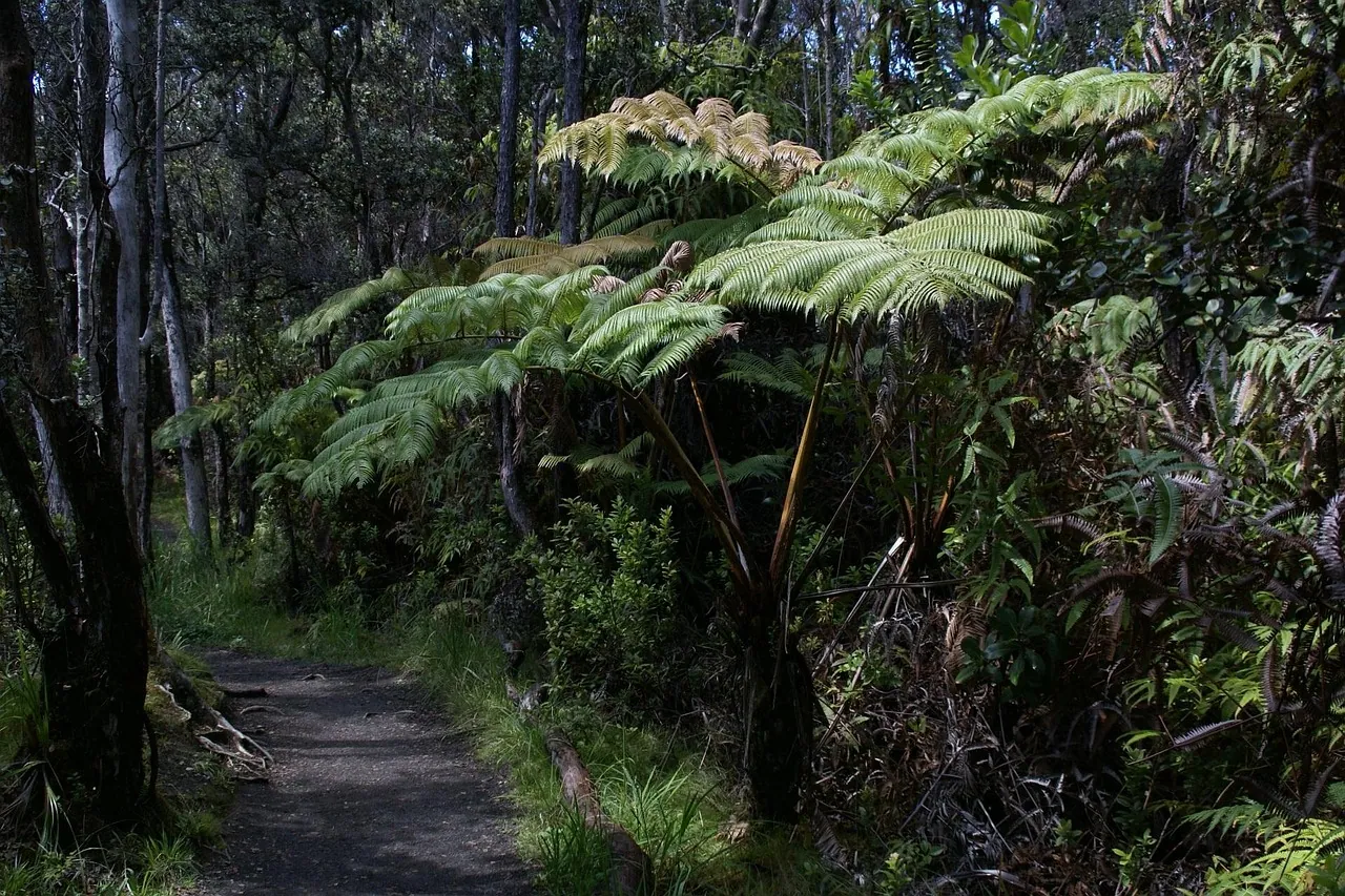 A forest path lined with tree ferns