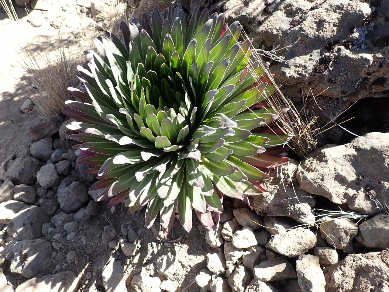 A giant lobelia rosette growing among stones on Kilimanjaro's moorland
