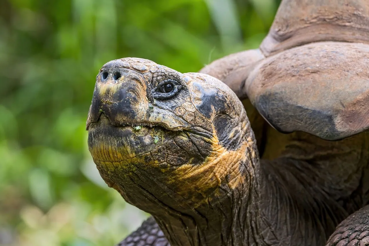A giant tortoise looking toward the camera