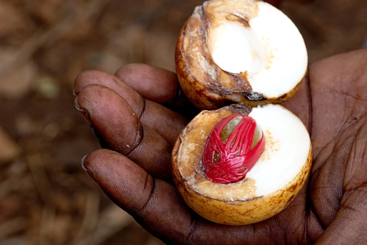 A hand holding a split nutmeg showing its red mace