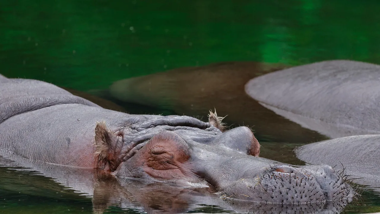 Hippos resting in a shallow pool