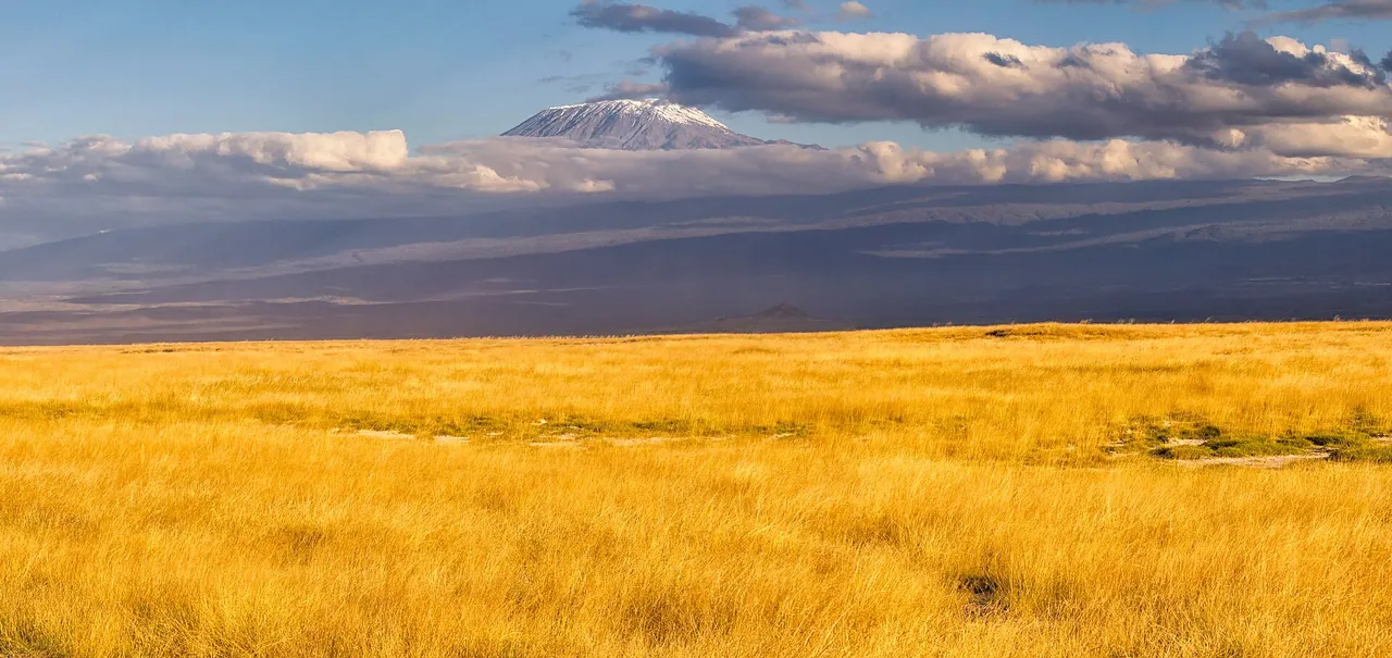 Golden highland grass with Kibo's summit in the distance