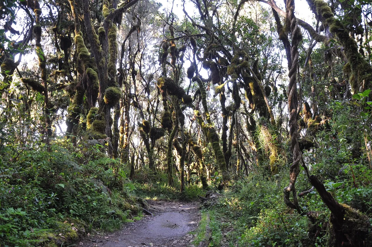 A trail winding through moss-hung montane forest