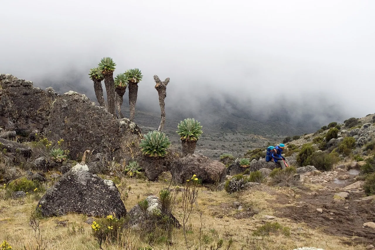 Giant groundsels rising out of mist on Kilimanjaro's moorland