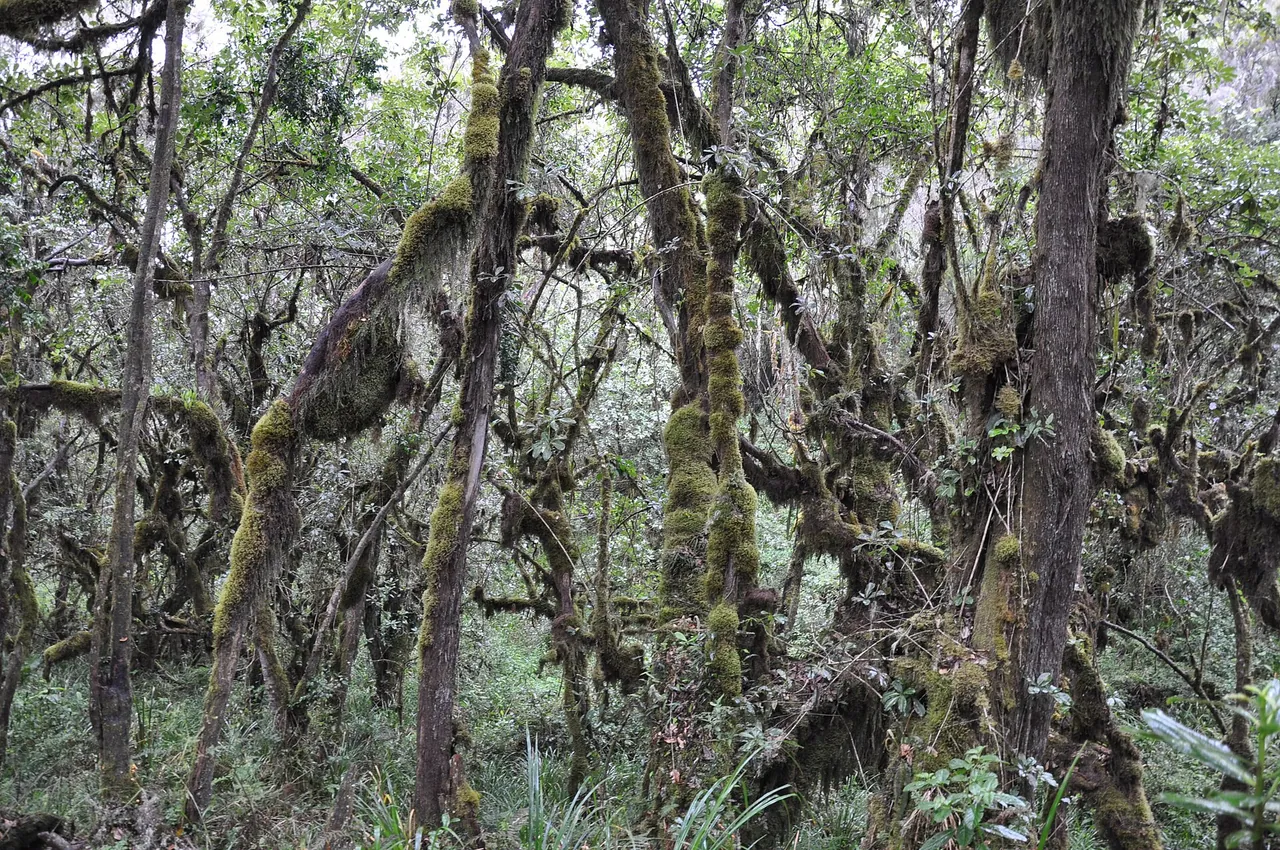 Moss-draped montane forest with a trail winding through it