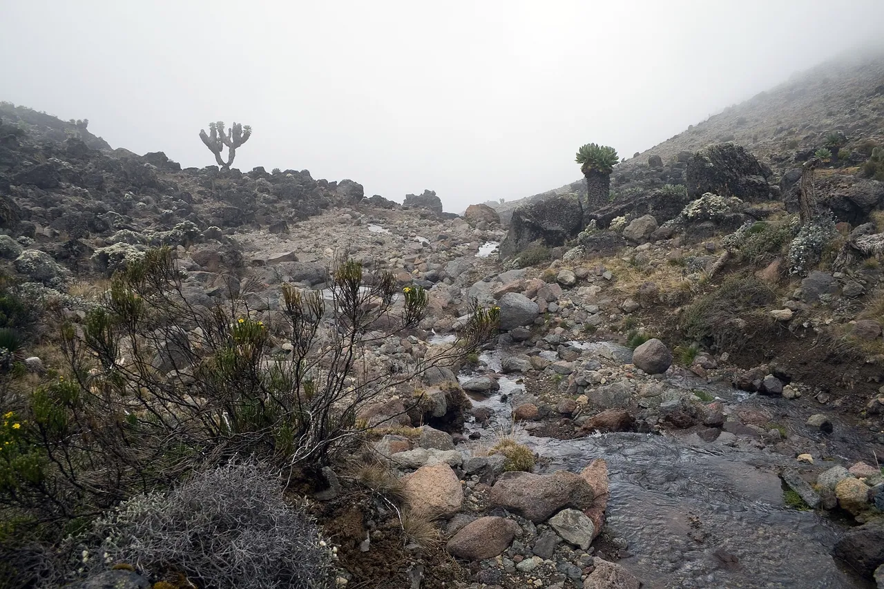Giant groundsel growing beside a stream on Kilimanjaro