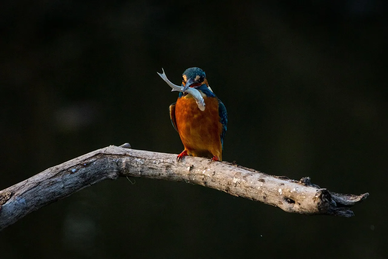 A kingfisher perched on a branch