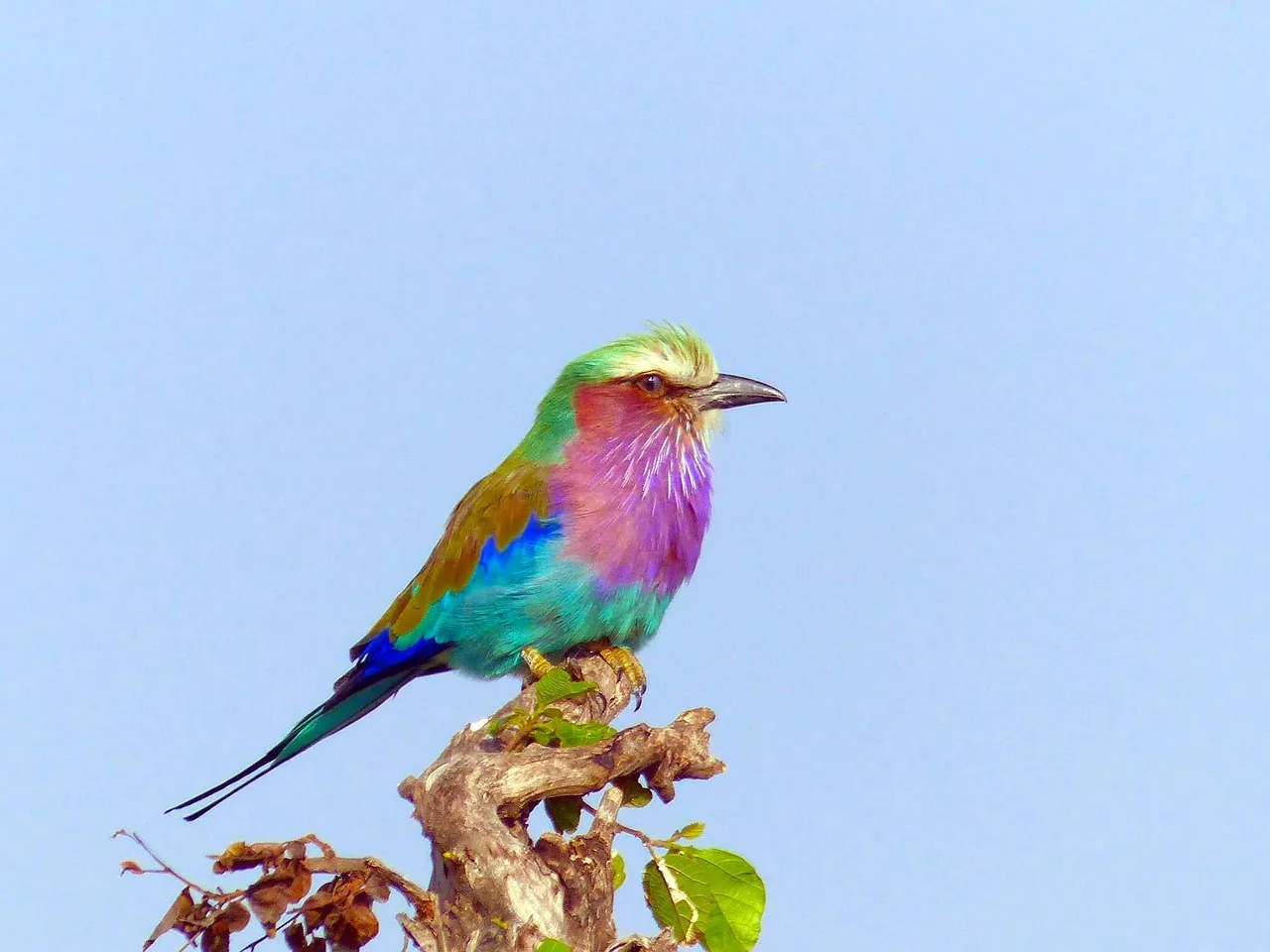 A lilac-breasted roller perched on a branch