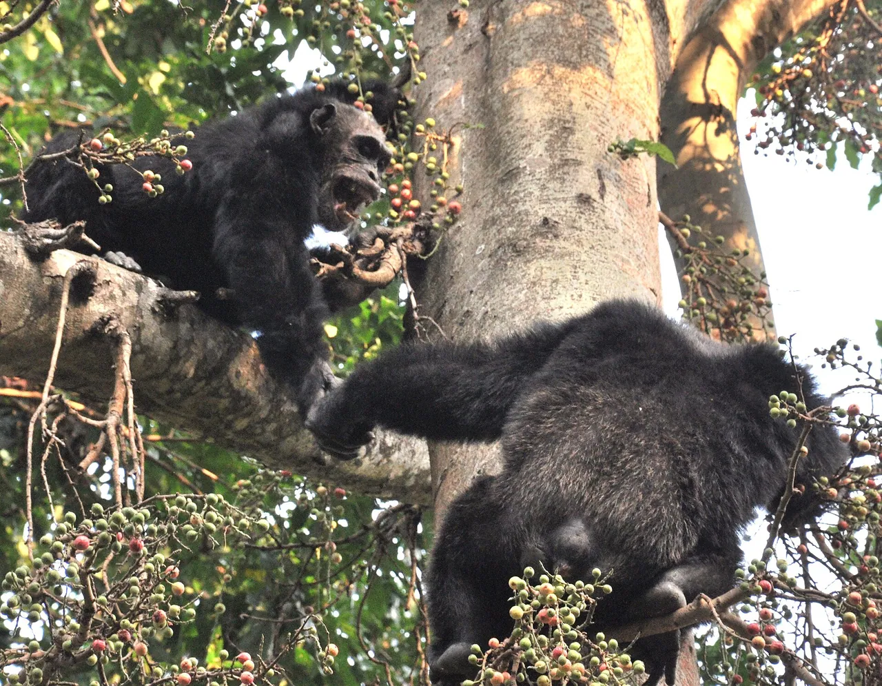 Adult male chimpanzees resting in the Mahale forest