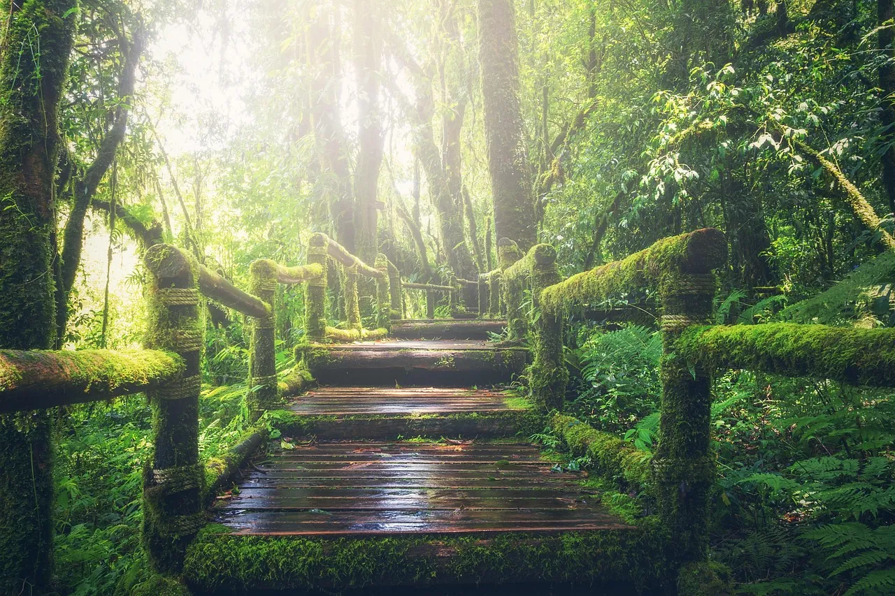 A moss-covered boardwalk leading through green forest