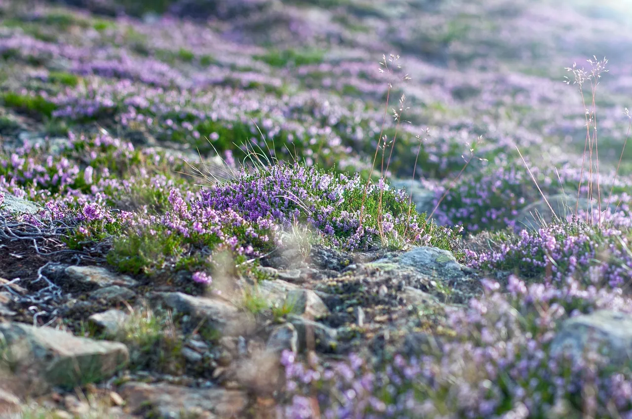 Purple heather flowering across open moorland