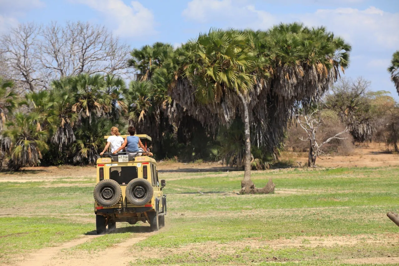 A safari Land Rover with guests on the roof, driving across grassland beneath tall palm trees