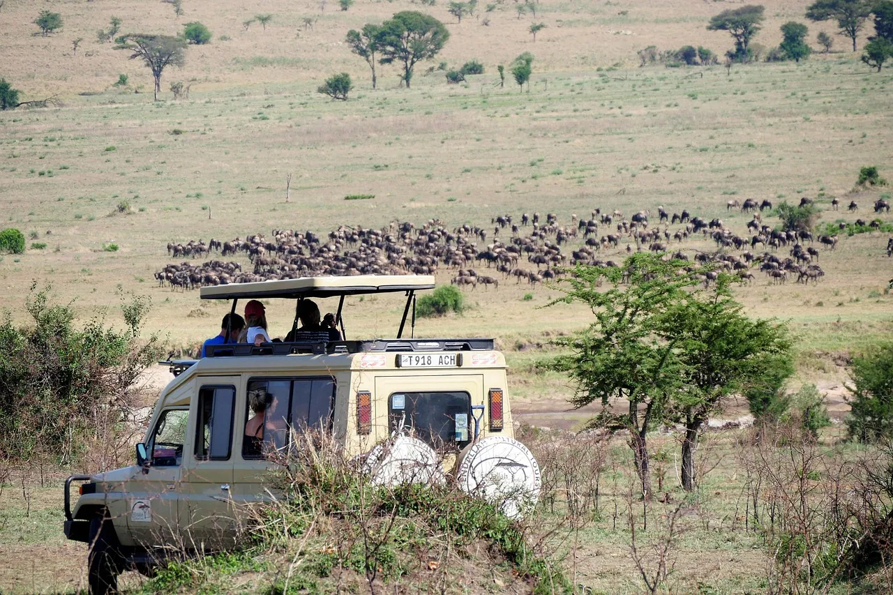 A safari vehicle stopped to watch a large herd of wildebeest spread across the plain