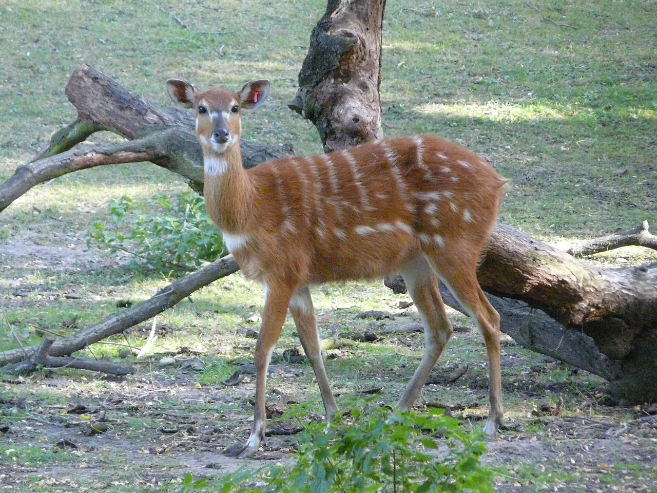 A spotted sitatunga antelope standing beside a fallen branch