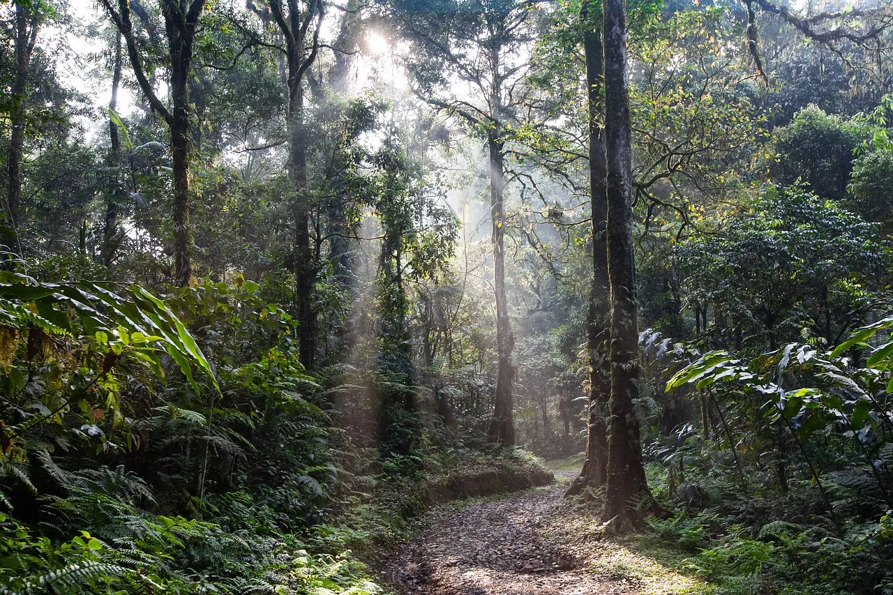 Sunlight filtering through trees along a misty forest trail