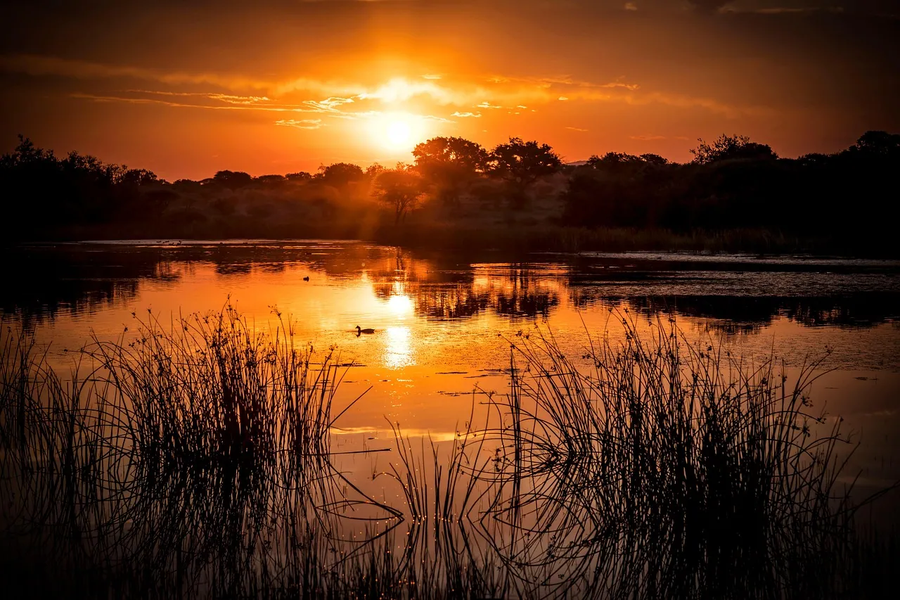 The sun setting over a reed-fringed lake