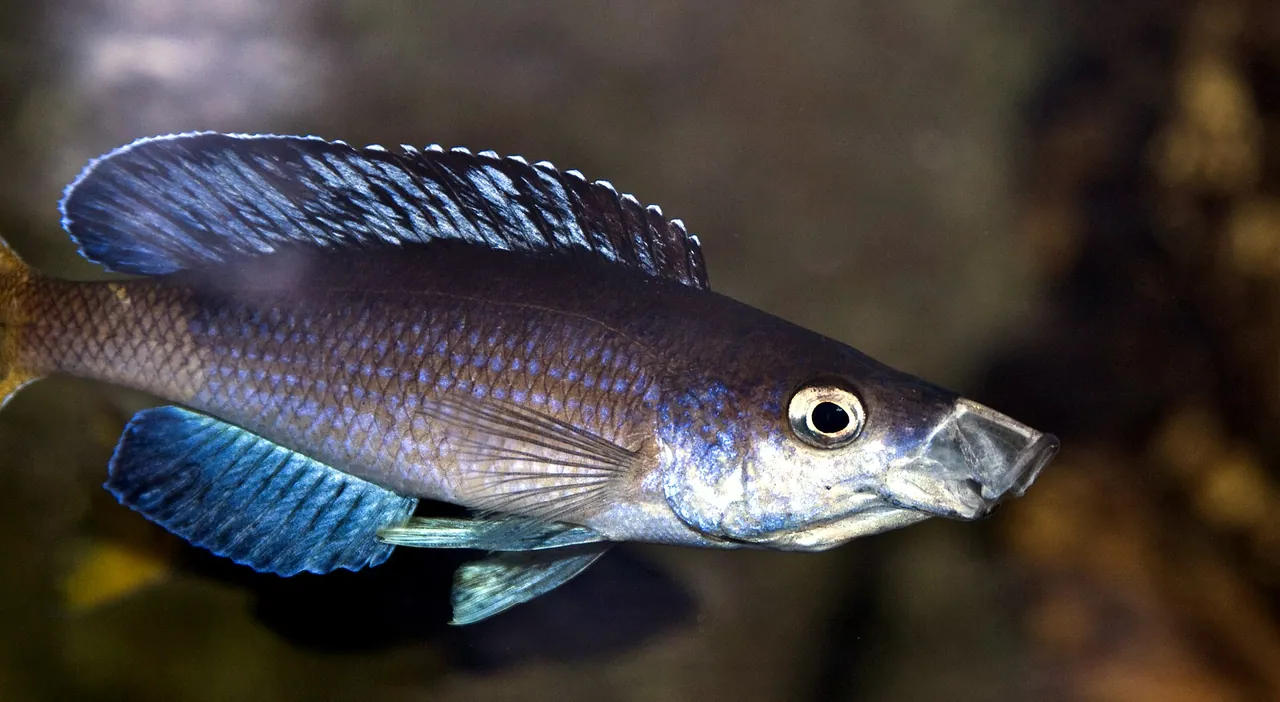 A blue cichlid, one of the many fish species found only in Lake Tanganyika